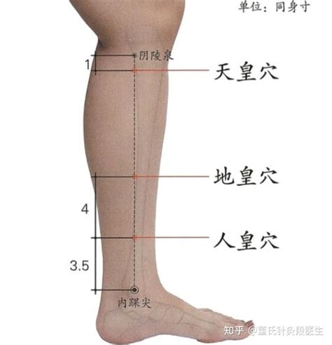 自来猫 三皇穴位置